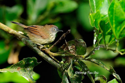 (Mixornis gularis)Striped Tit-babbler