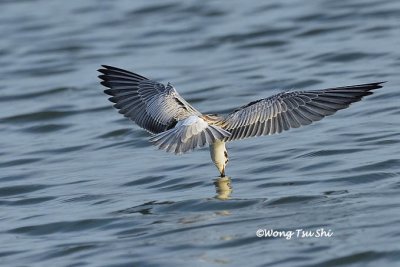 (Chlidonias leucopterus) White-winged Tern