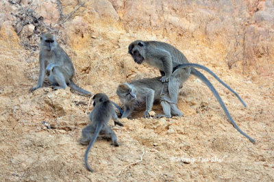 (Macaca fascicularis)Long-tailed Macaque