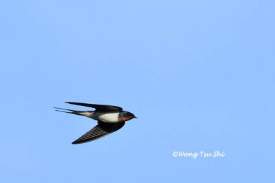 (Hirunda rustica gutturalis) Barn Swallow