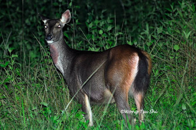 (Cervus unicolor) Sambar Deer