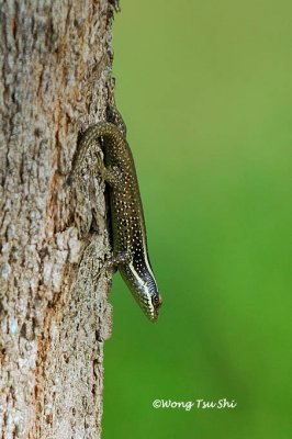(Apterygodon vittatus) Common Tree Skink