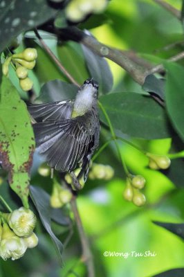(Leptocoma calcostetha) Copper-throated Sunbird ♀