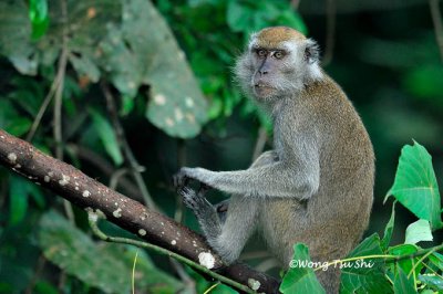 (Macaca fascicularis)Long-tailed Macaque