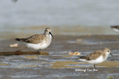 (Calidris ferruginea) Curlew Sandpiper