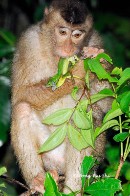 (Macaca nemestrina)Pig-tailed Macaque