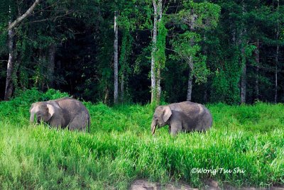 (Elephas maximus borneensis) Borneo Pygmy Elephant
