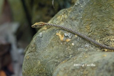 (Dryophiops rubescens) Keel-bellied Vine Snake
