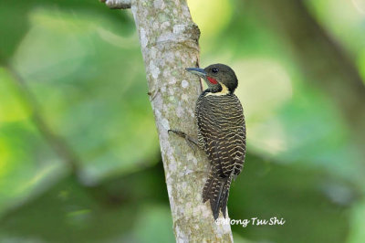 (Meiglyptes tukki tukki)Buff-necked Woodpecker ♂