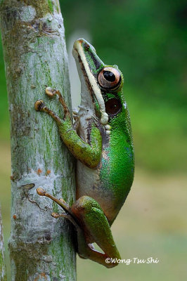 <i>(Rana  hosii)</i><br /> Poisonous Rock Frog