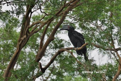 (Anthracoceros malayanus deminutus) Black Hornbill  ♀
