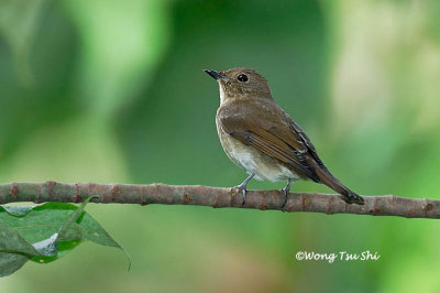 (Cyanoptila cyanomelana) Blue-and-white Flycatcher ♀