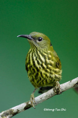 (Arachnothera hypogrammica) Purple-naped Spiderhunter ♂