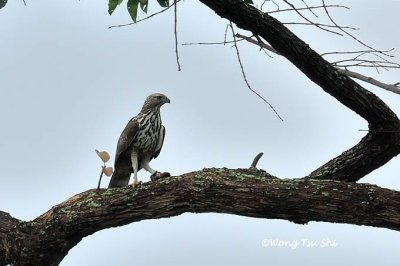 (Nisaetus limnaeetus)Changeable Hawk-eagle - Pale Morph