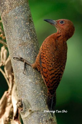 (Micropternus brachyurus)Rufous Woodpecker ♂