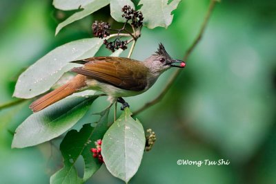 (Microtarsus eutilotus) Puff-backed Bulbul