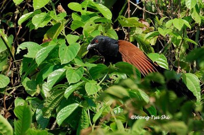 (Centropus sinensis) Greater Coucal