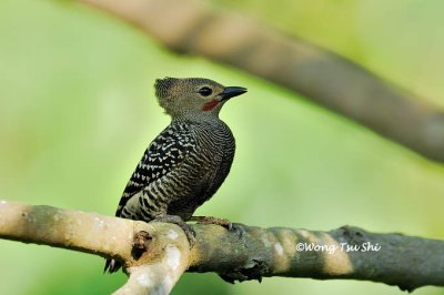 (Meiglyptes tristis)Buff-rumped Woodpecker ♂