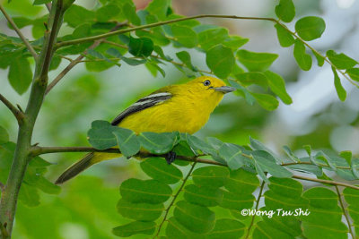 (Aegithina tiphia aequanimis) Common Iora