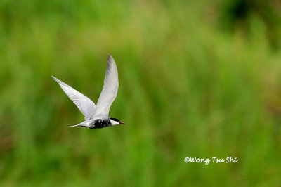 (Chlidonias hybrida) Whiskered Tern