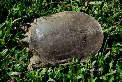 (Dogania subplana) Asian Softshell Turtle