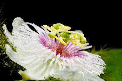 (Passiflora foetida) Passion flower
