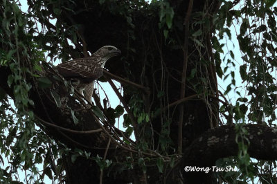 (Nisaetus limnaeetus)Changeable Hawk-eagle - Pale Morph