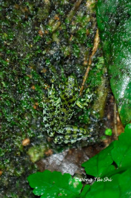 (Staurois guttatus) Black Spotted Rock Frog