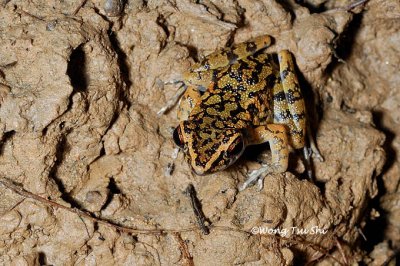 (Rana picturata) Spotted Stream Frog