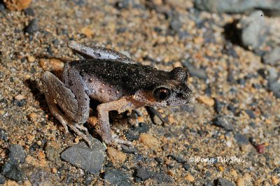 <i>(Leptolalax dringi)</i><br /> Drings Slender Litter Frog