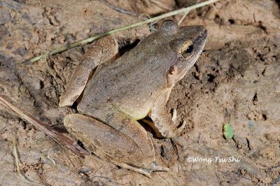 (Limnonectes leporinus)Giant River Frog