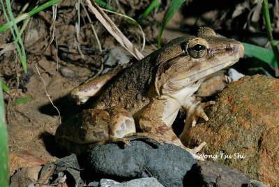 (Limnonectes leporinus)Giant River Frog