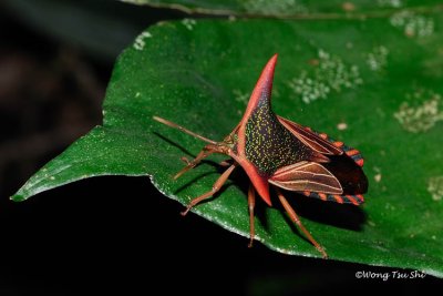 (Tessaratomidae, Pygoplatys lancifer)Giant Shield Bug