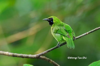 (Chloropsis cyanopogon) Lesser Green Leafbird ♂