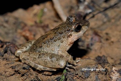 (Limnonectes finchi) Rough Gurdian Frog