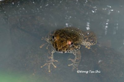 <i>(Limnonectes laticeps) </i><br />Rivulet frog