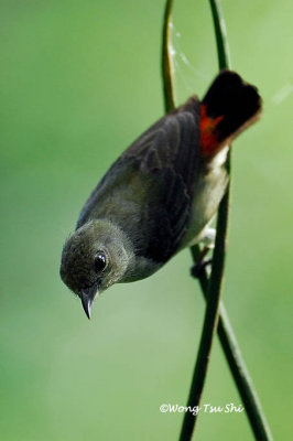 (Dicaeum cruentatum) Scarlet-backed Flowerpecker ♀