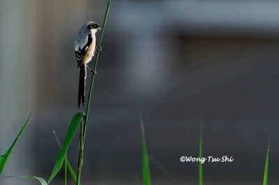 (Lanius schach bentet) Long-tailed Shrike