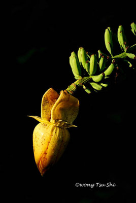 (Musa sp.)Banana flower