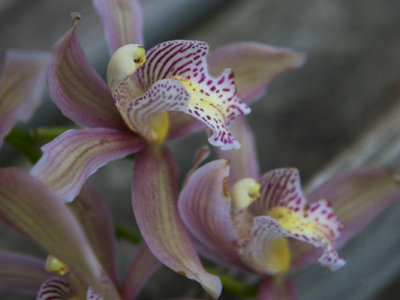 Orchid Show 2009