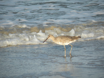 Daytona  Beach