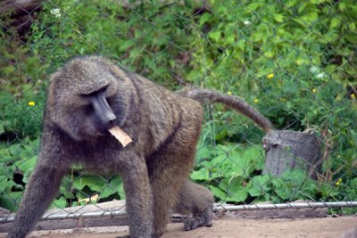 Seneca Park Zoo 8/15/10