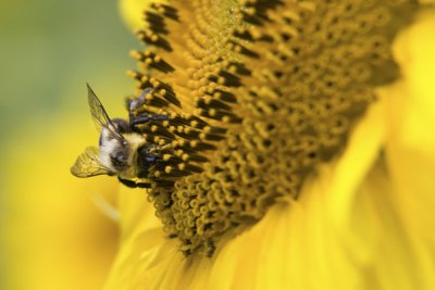 g1/77/588477/3/127681787.38o5WtR5.jpg