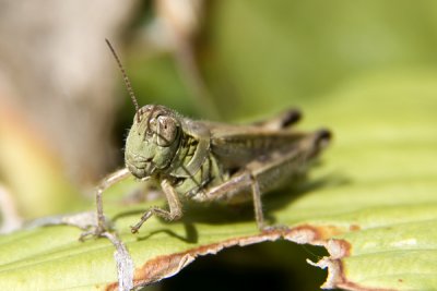 g1/77/588477/3/127891724.7flvvOHX.jpg