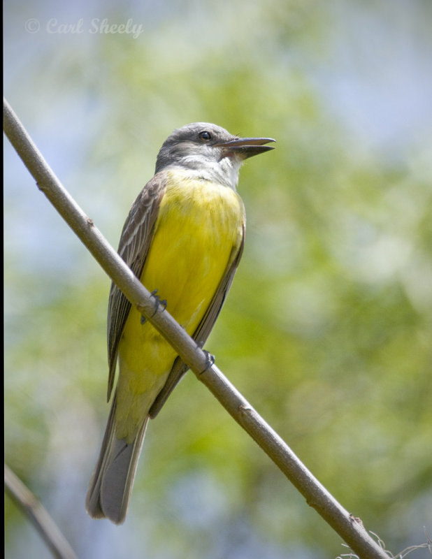 Couchs Kingbird -2 SoTex.jpg