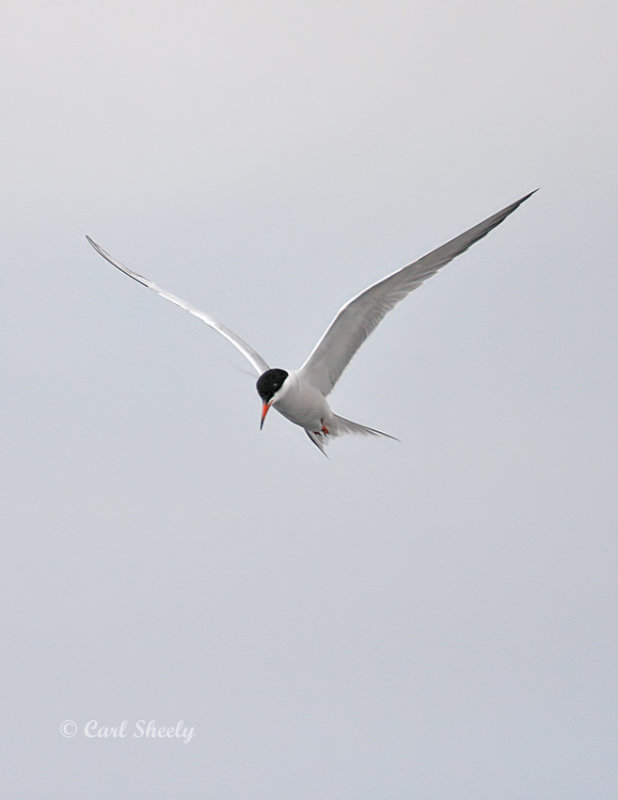 Common Tern0820.jpg