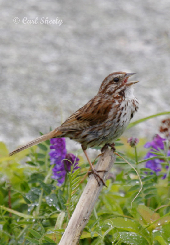 SongSparrow-3.jpg