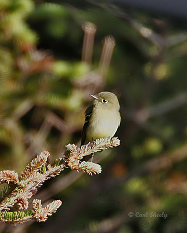 Yellow-bellied Flycatcher-2.jpg