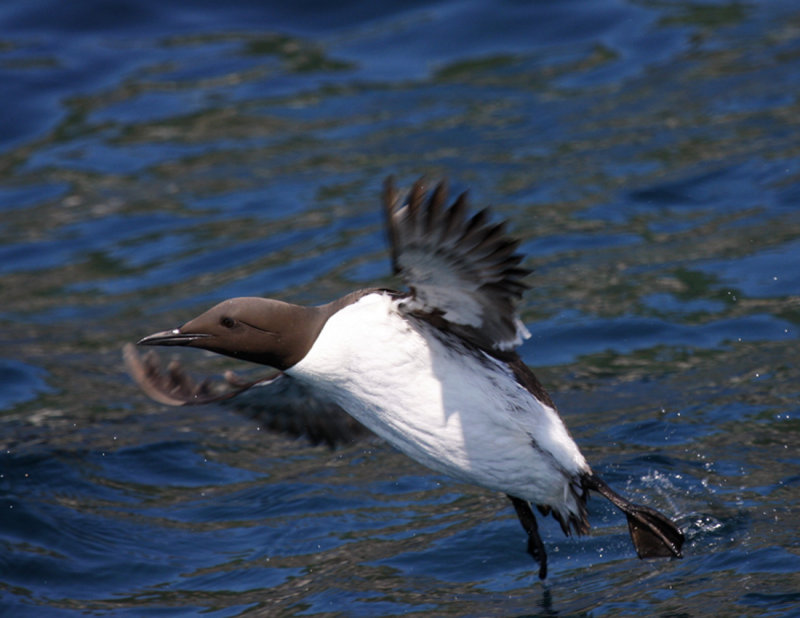 CommonMurre1140.jpg