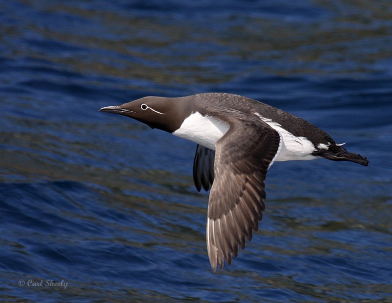 CommonMurre1279.jpg